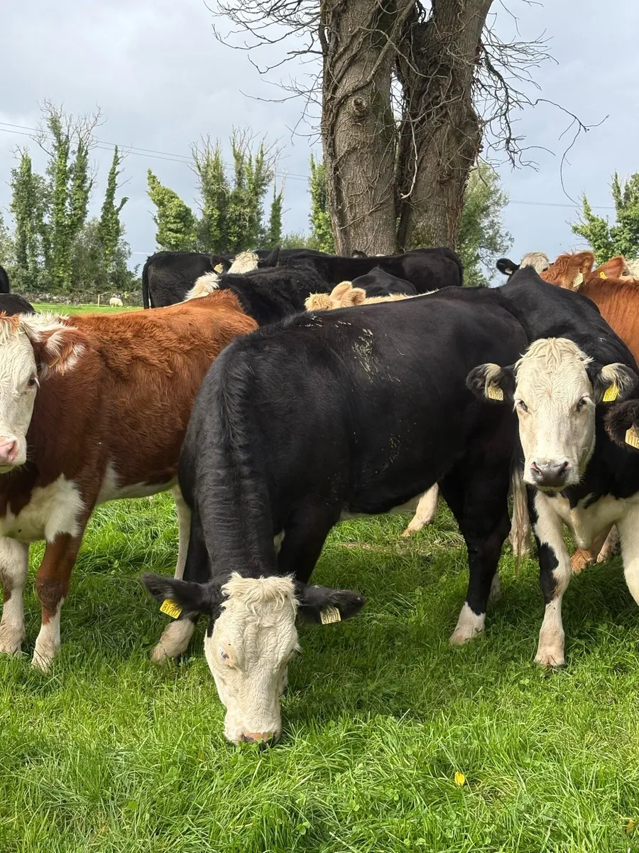 Whitehead Heifers - Image 3
