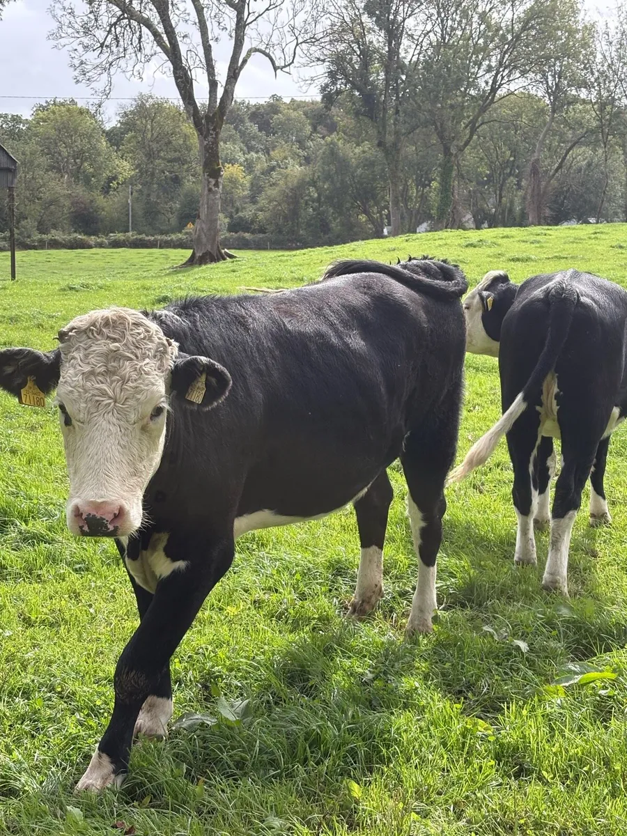 Whitehead Heifers - Image 4