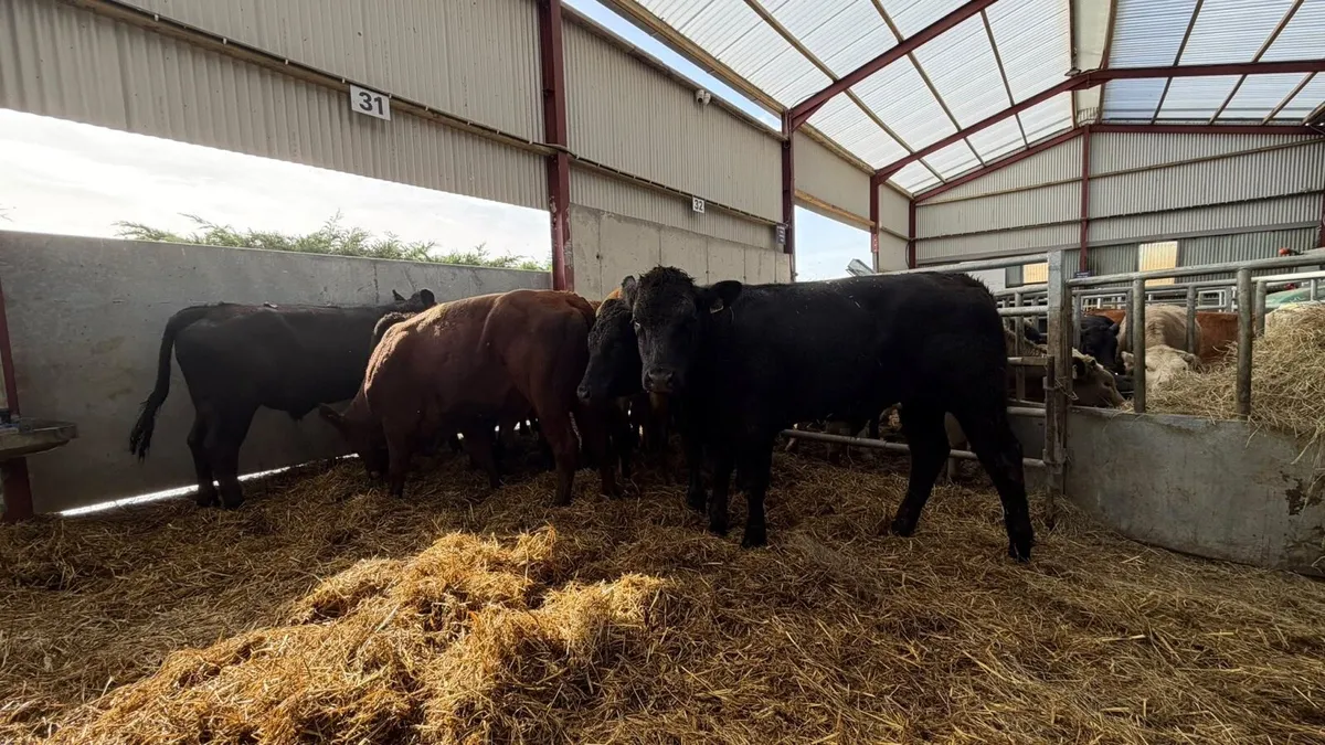10 super 440 kg limousin bullocks - Image 2