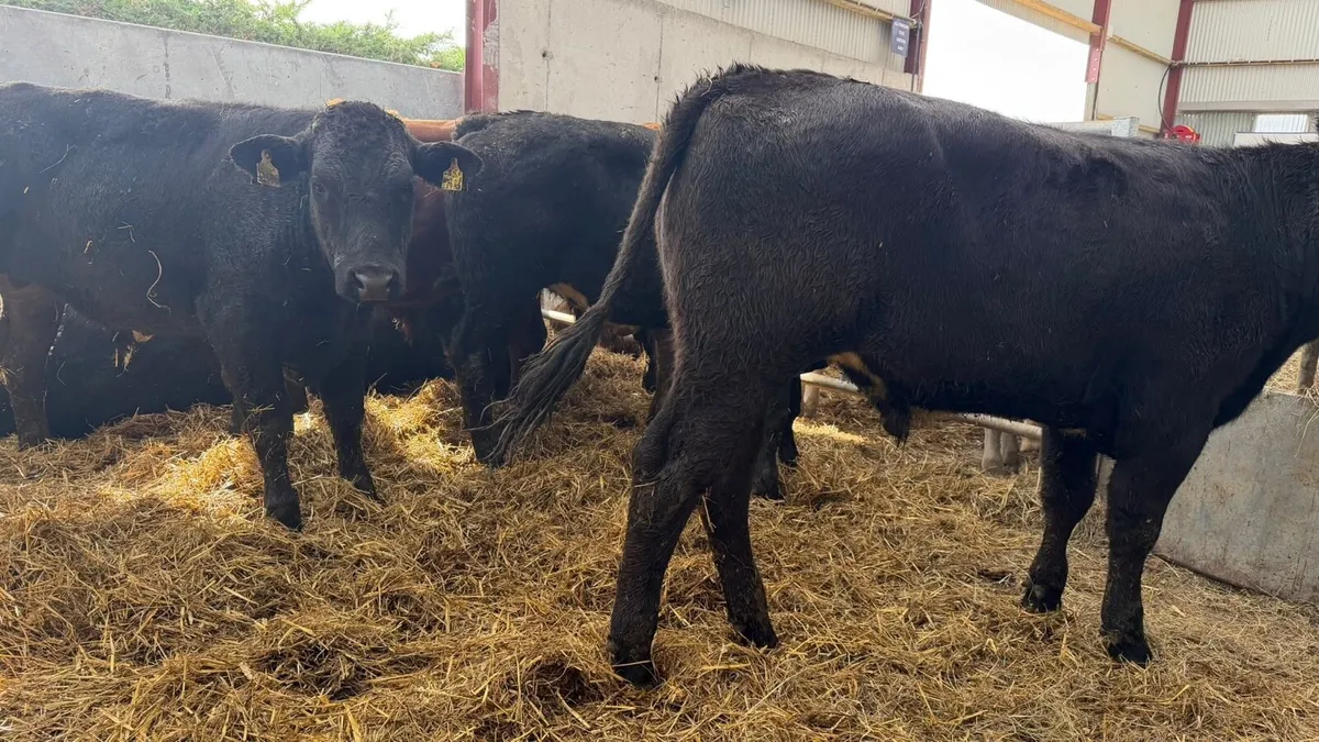 10 super 440 kg limousin bullocks - Image 3