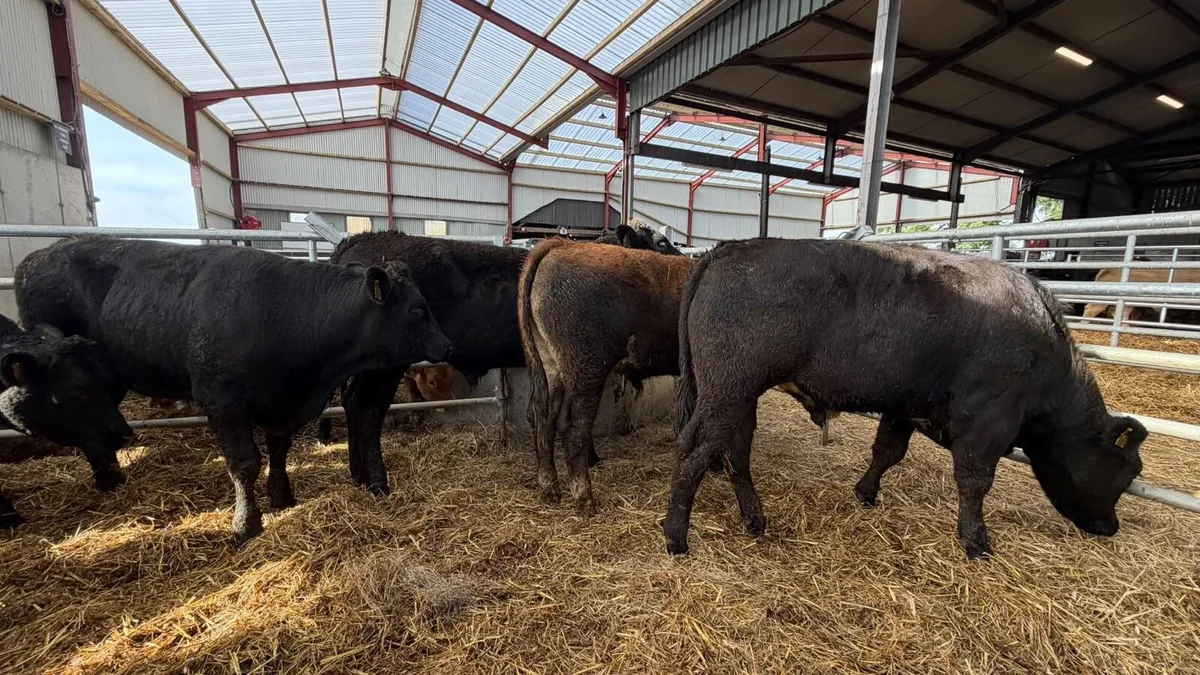 10 super 440 kg limousin bullocks - Image 1
