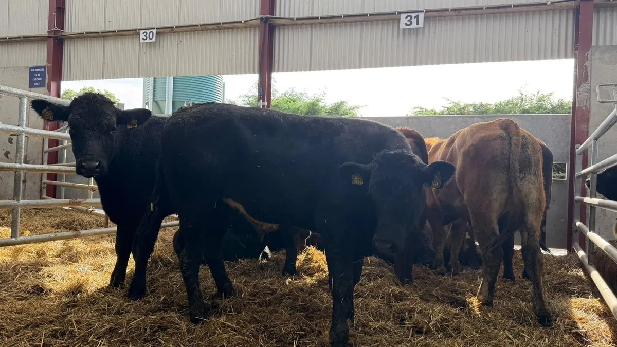 10 super 440 kg limousin bullocks - Image 4