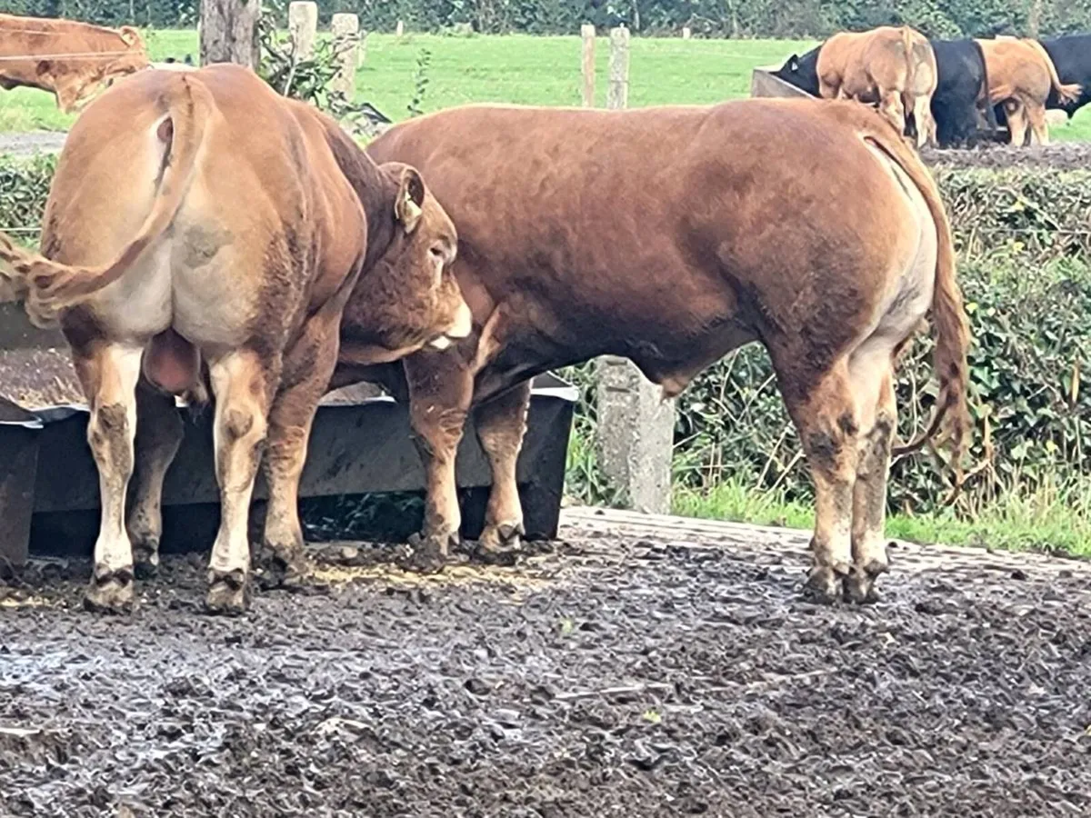 Bulls - Image 2