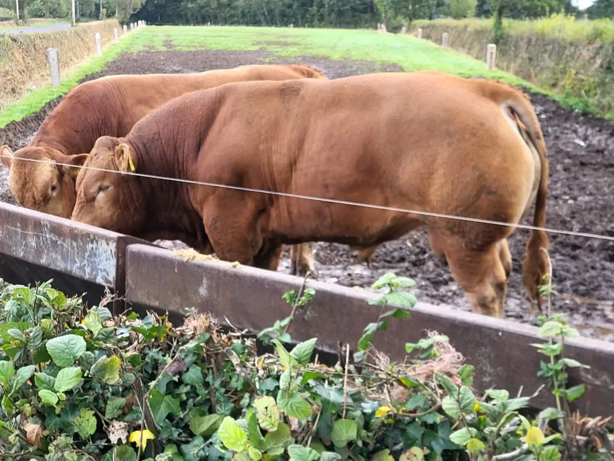 Bulls - Image 3