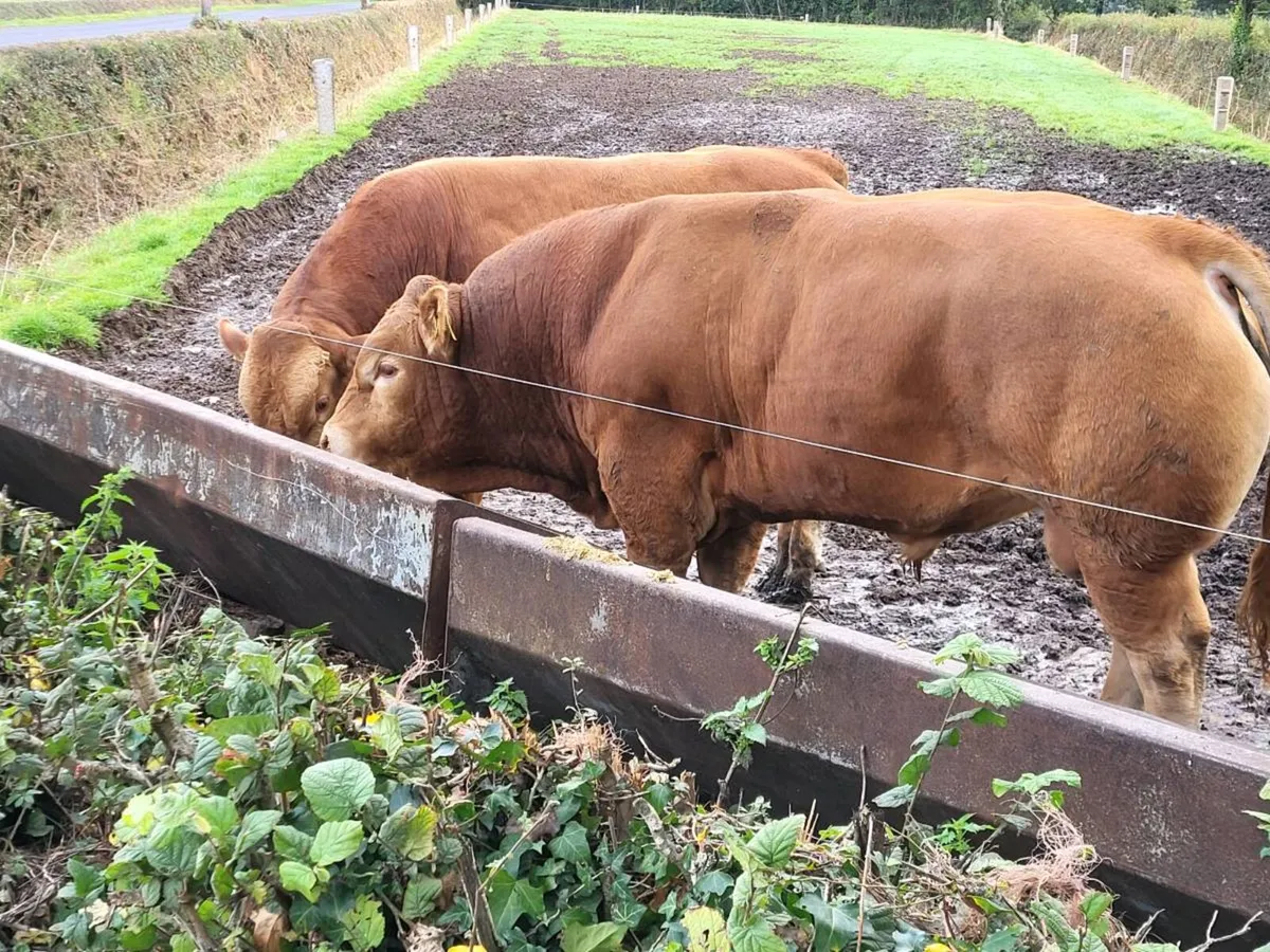 Bulls - Image 4