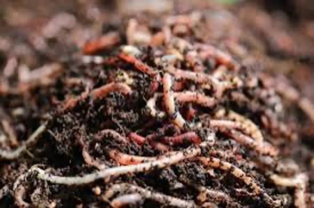 Compost Worms 250g - Excess Stock €15 Delivered