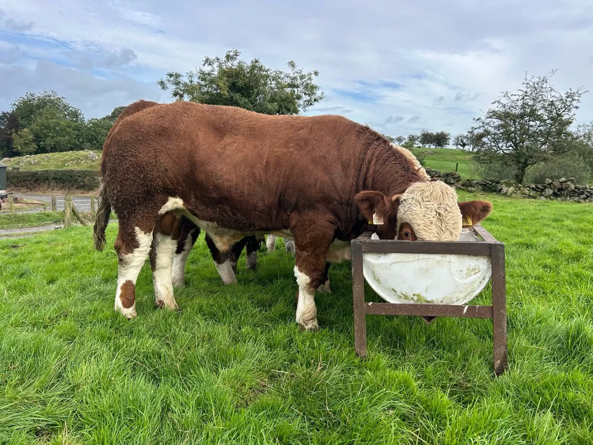 Simmental bull - Image 1