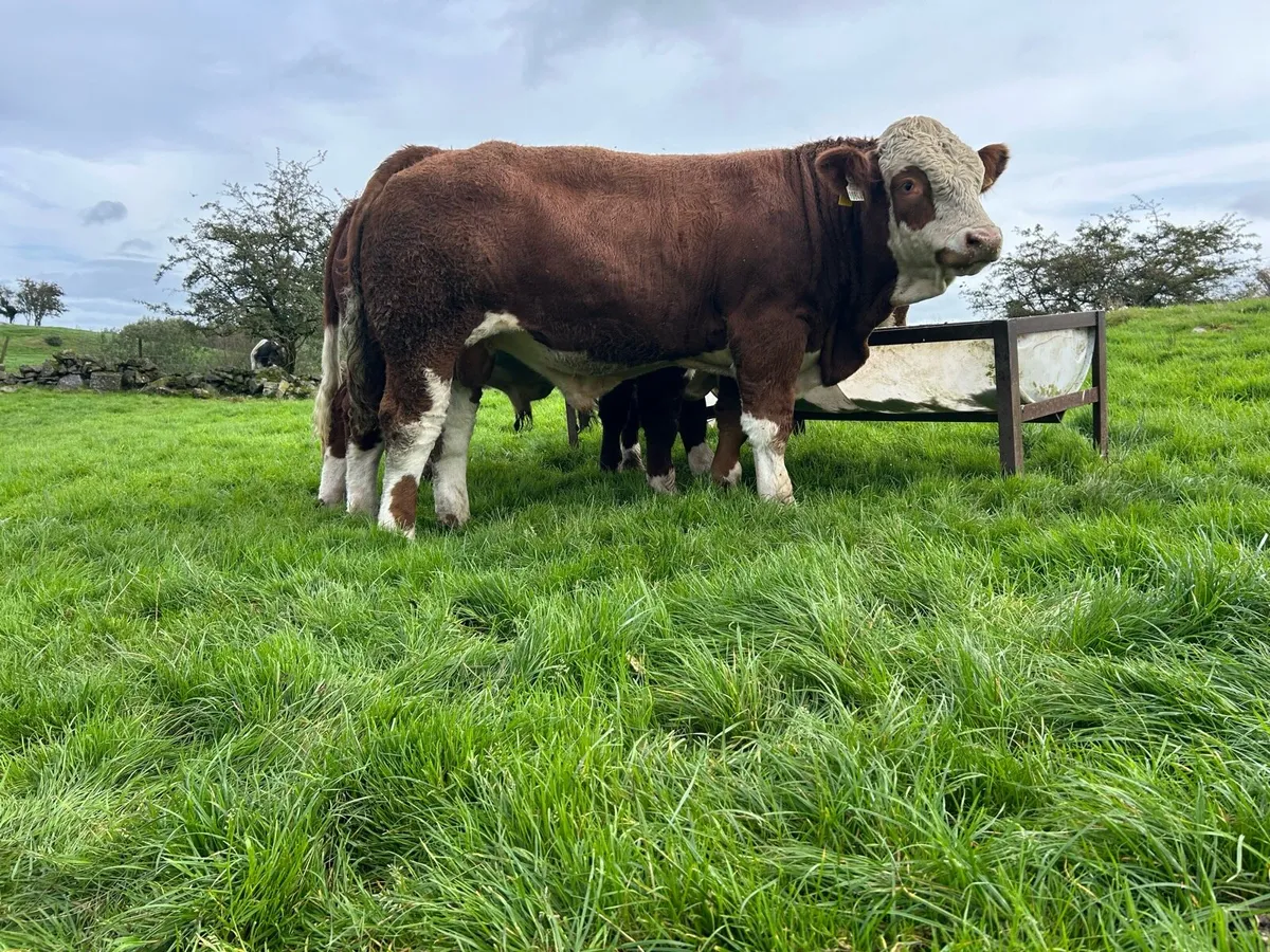 Simmental bull - Image 2