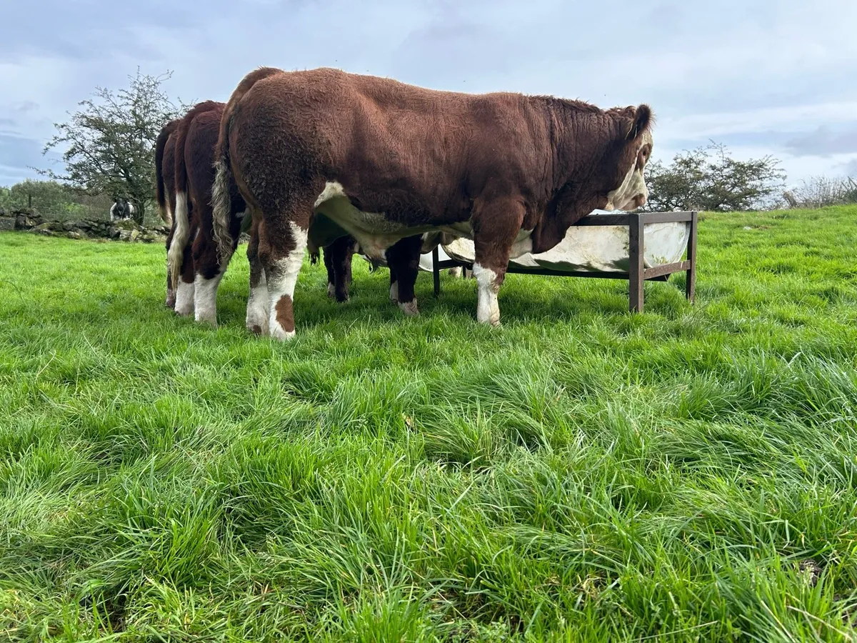 Simmental bull - Image 3