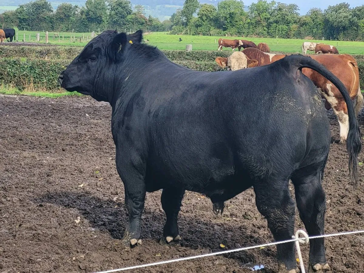 Bulls - Image 1