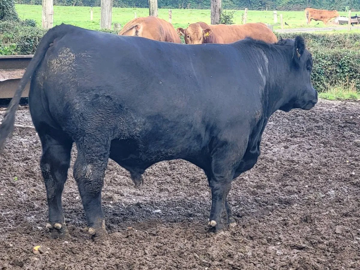 Bulls - Image 2