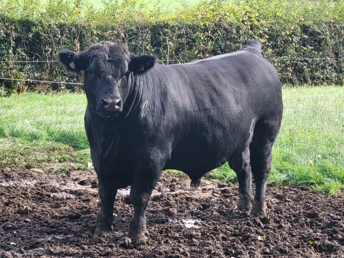 Bulls - Image 3