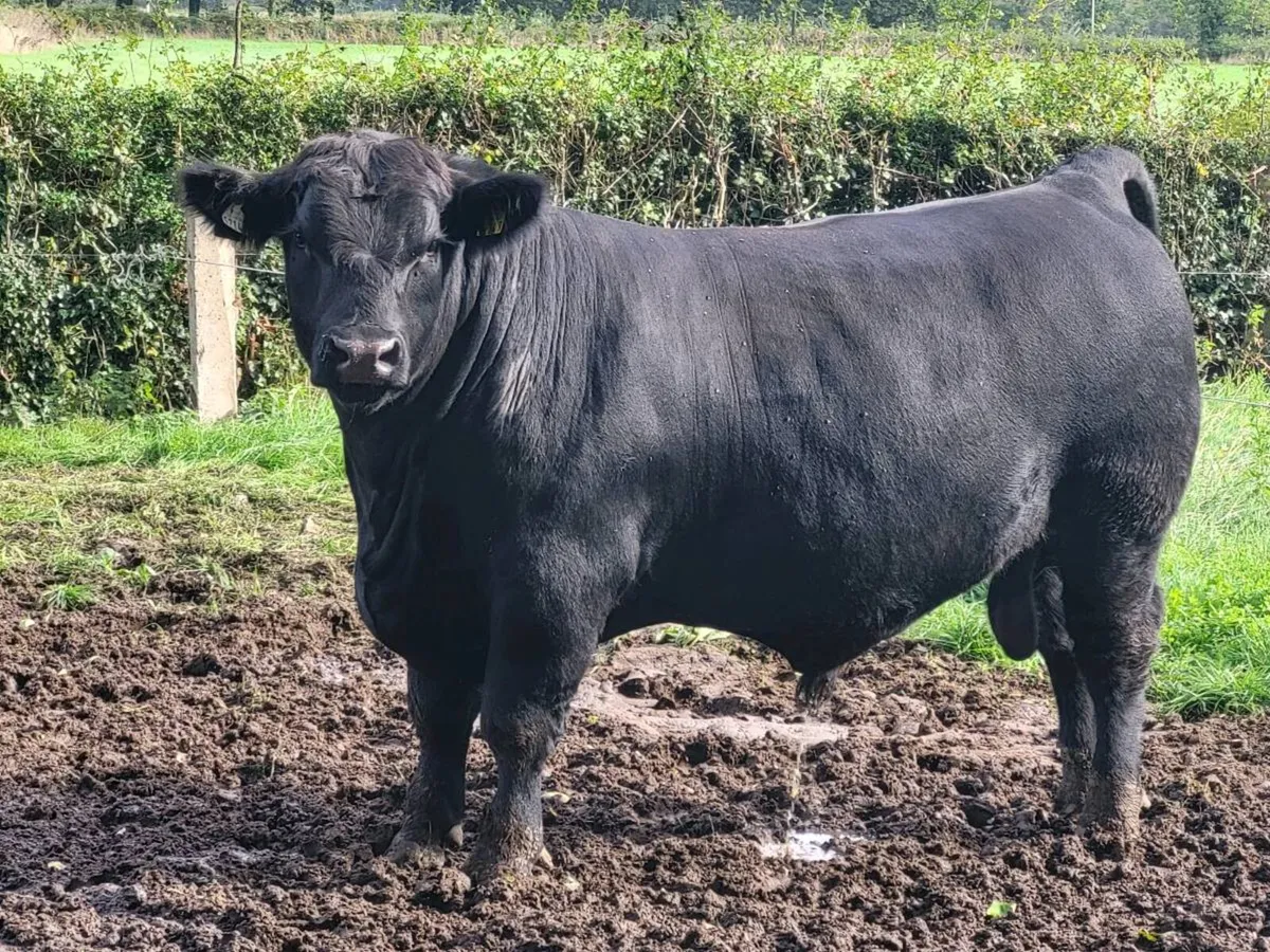 Bulls - Image 4