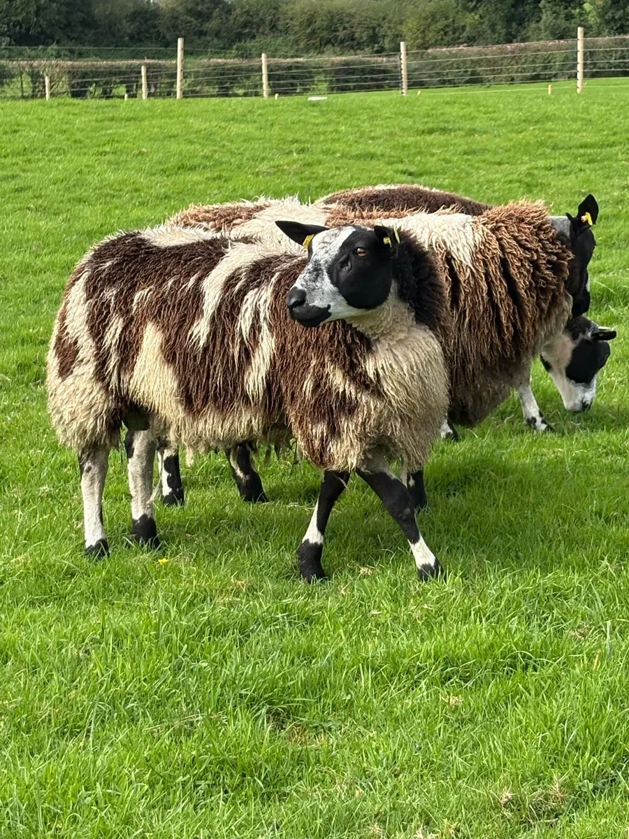 Dutch Spotted - Image 1