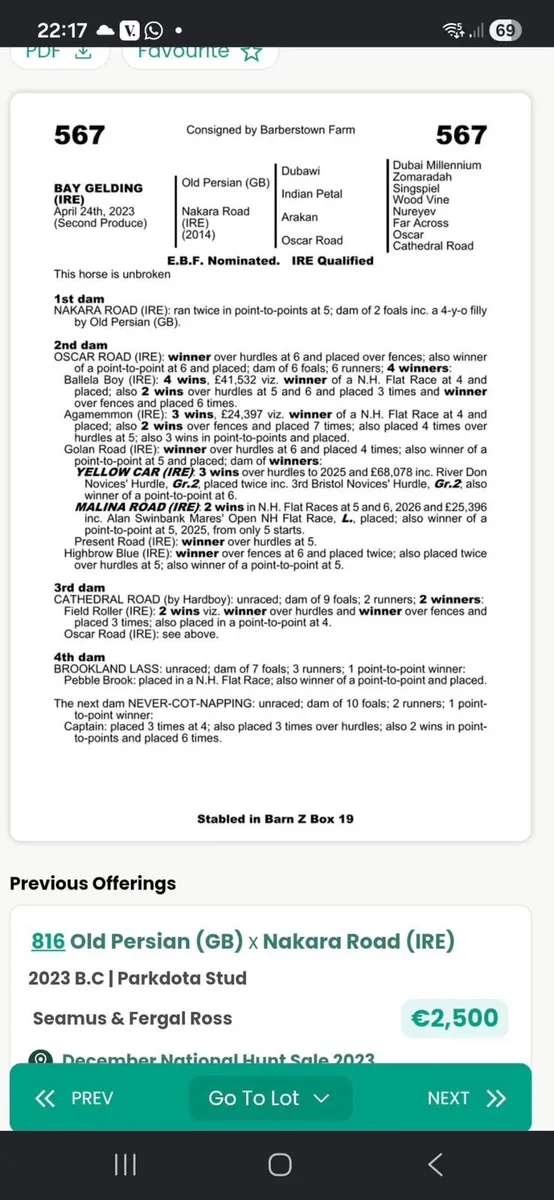4 year old Old Persian filly - Image 2