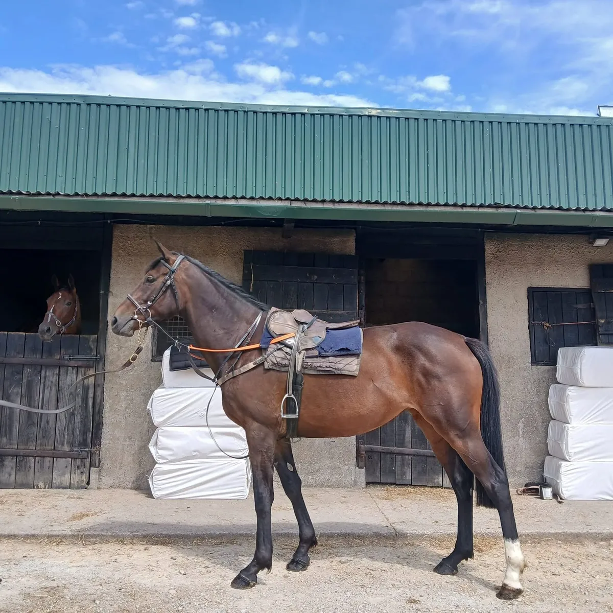 4 year old Old Persian filly - Image 1