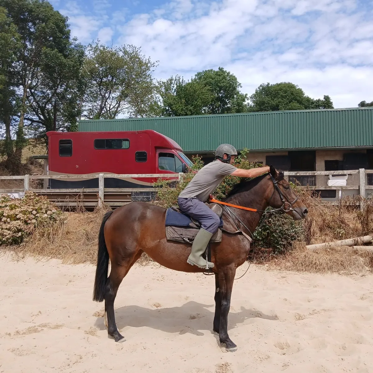 4 year old Old Persian filly - Image 3