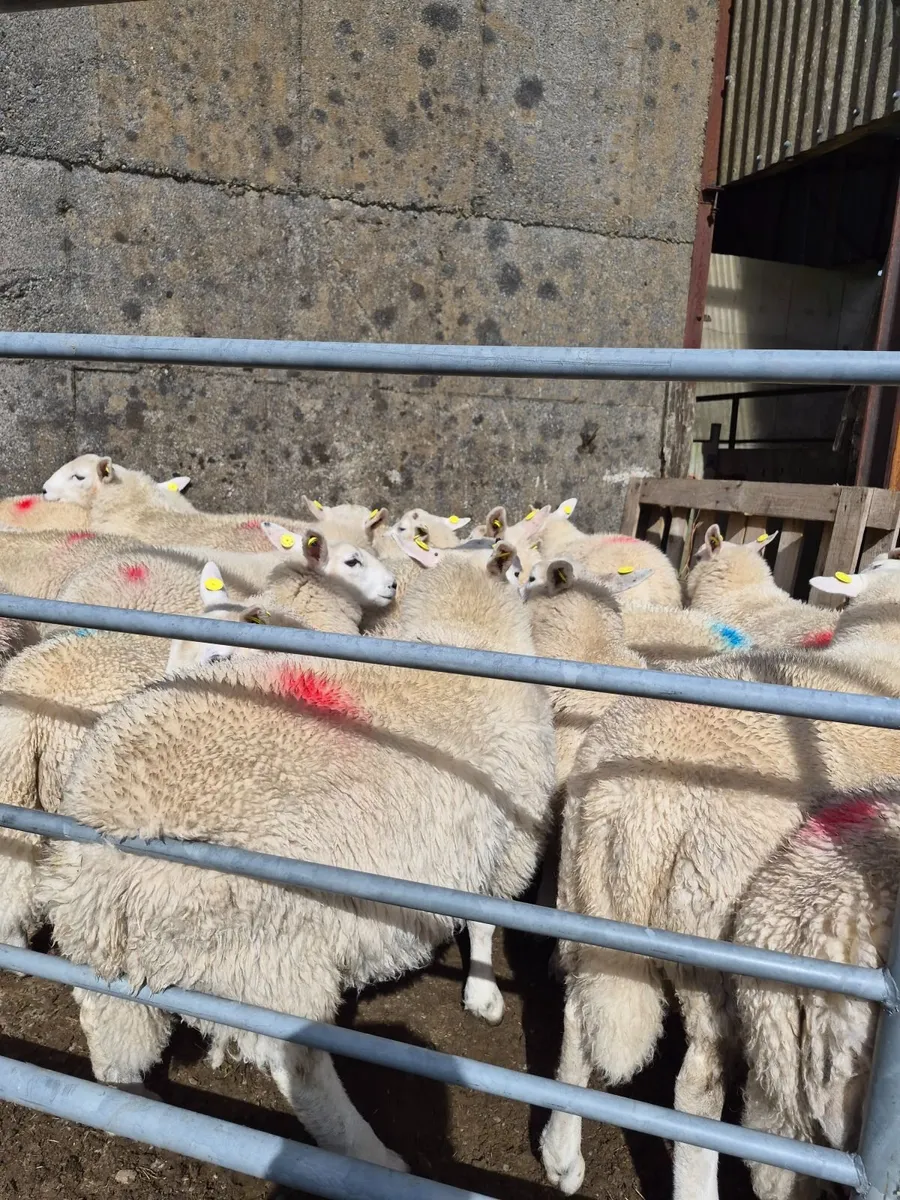 Store lambs - Image 1