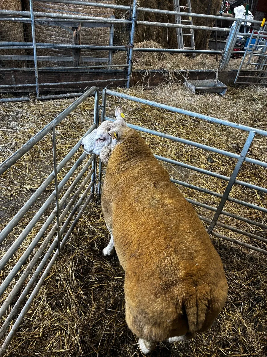 🔥🔥Charbex hybrid hogget ram🔥🔥 - Image 3