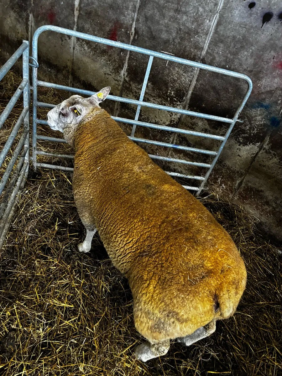 🔥🔥Charbex hybrid hogget ram🔥🔥 - Image 1