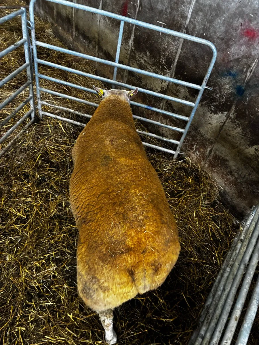 🔥🔥Charbex hybrid hogget ram🔥🔥 - Image 2