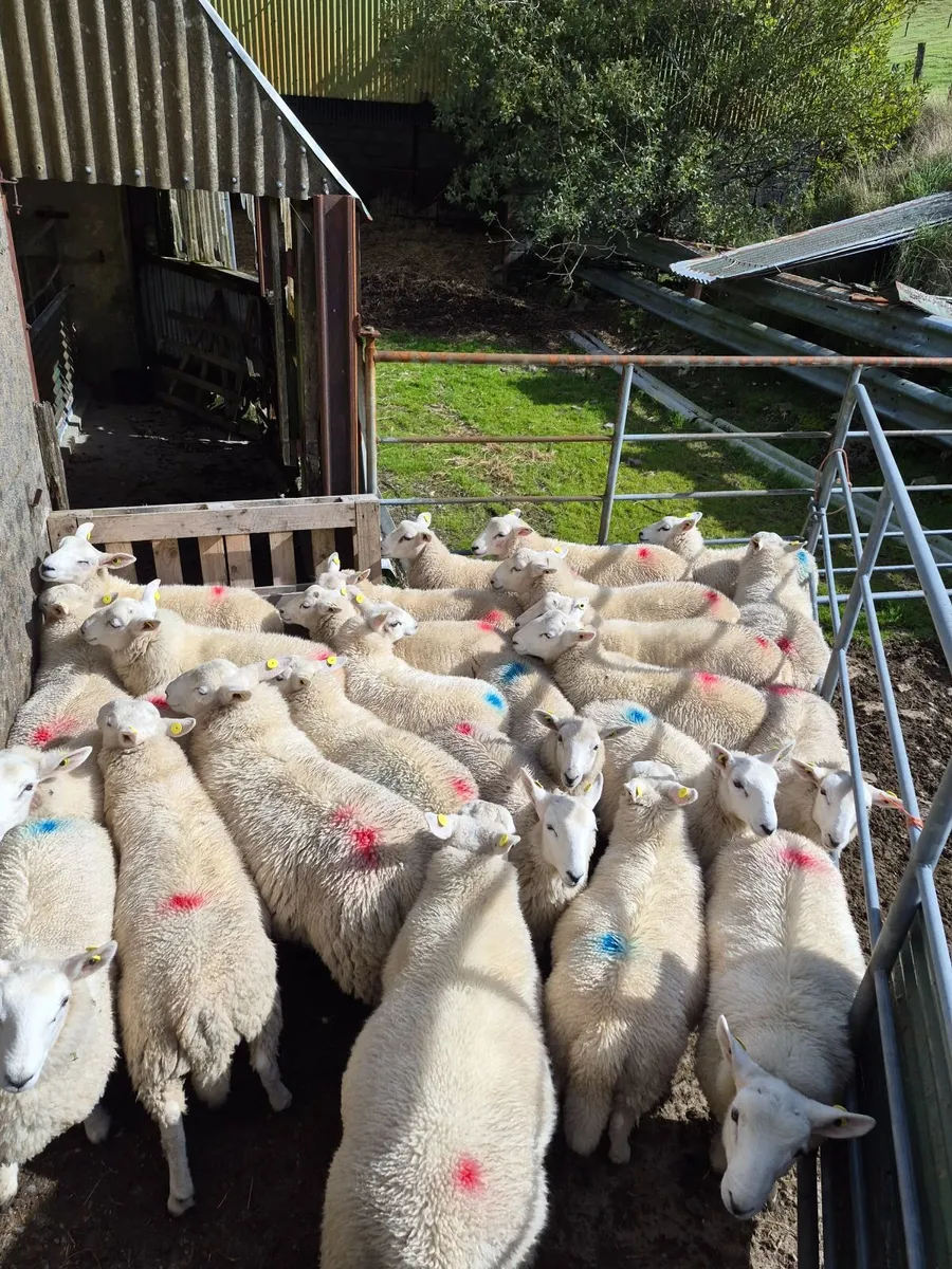 Store lambs - Image 2