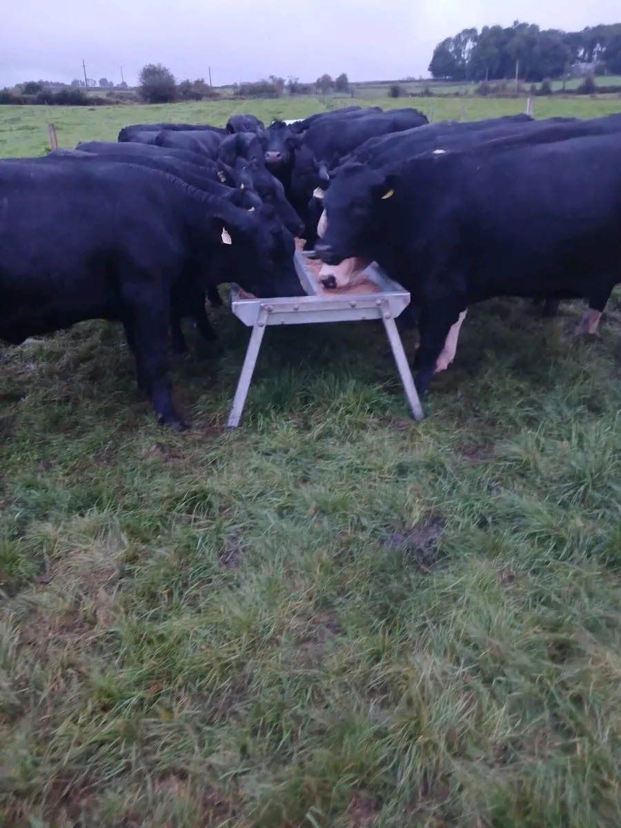 AA Heifers Top quality - Image 1