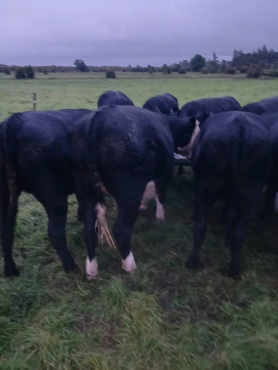 AA Heifers Top quality - Image 2