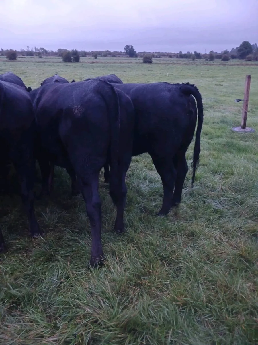 AA Heifers Top quality - Image 3