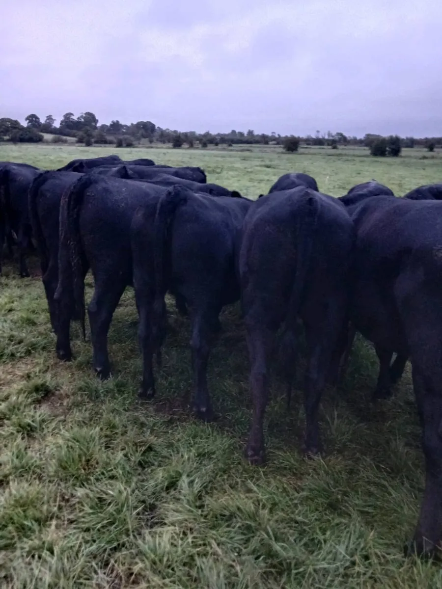 AA Heifers Top quality - Image 4
