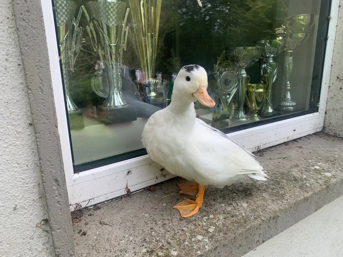 Call ducks - Image 3