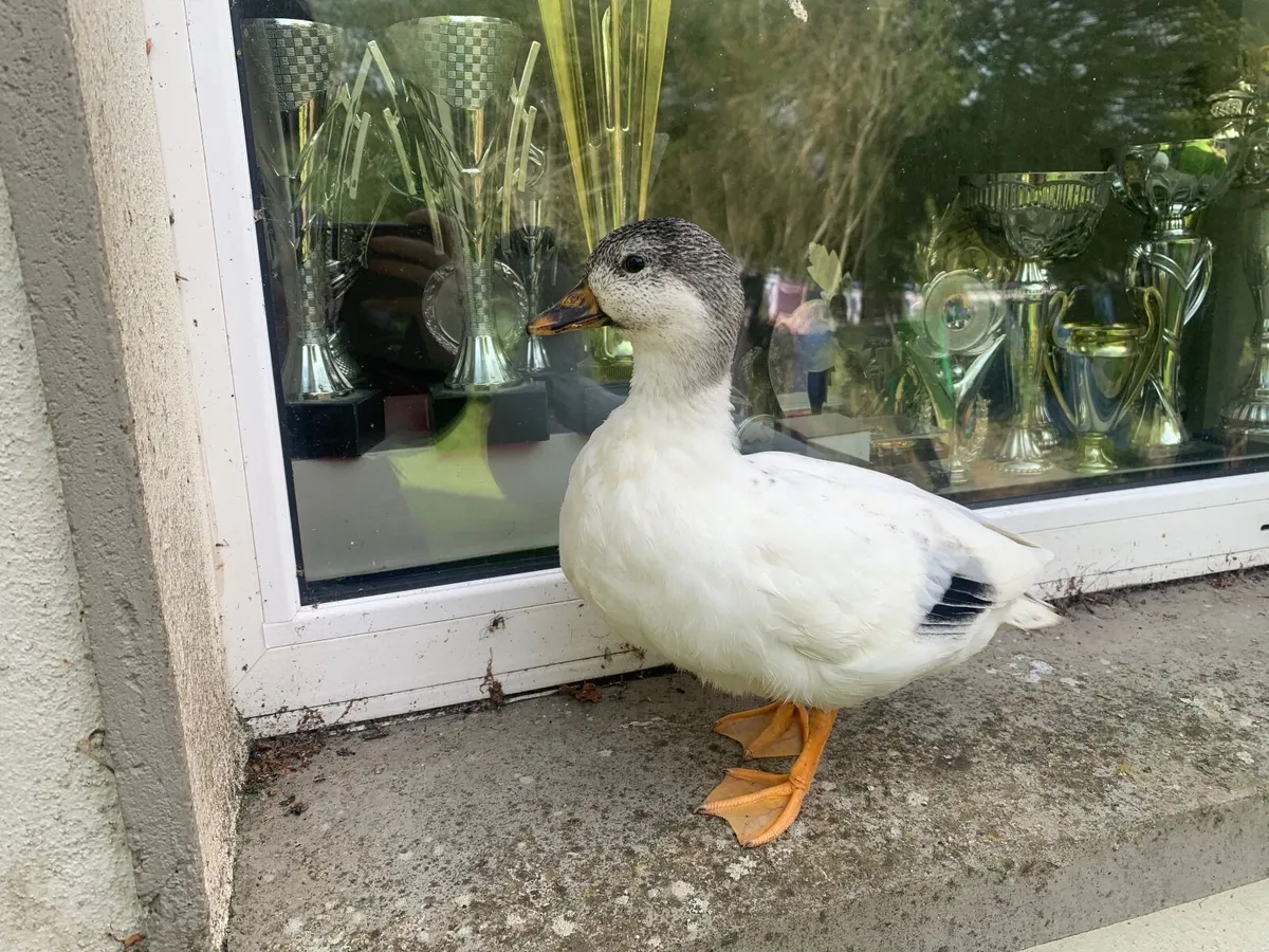 Call ducks - Image 4