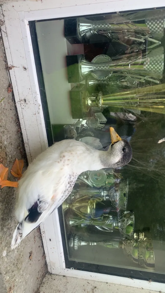 Call ducks - Image 2