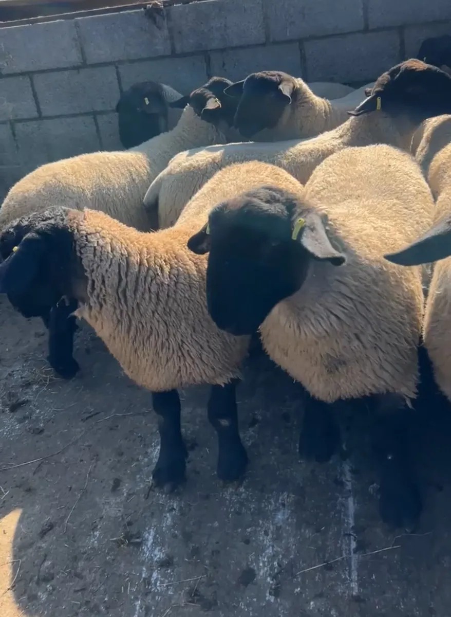Pedigree Rams - Image 1