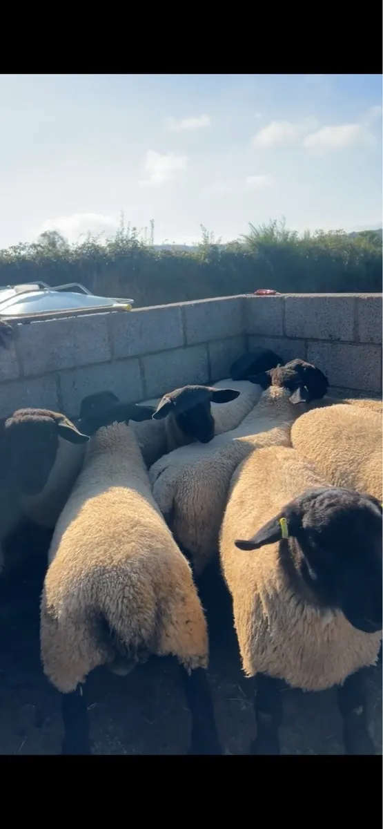 Pedigree Rams - Image 2
