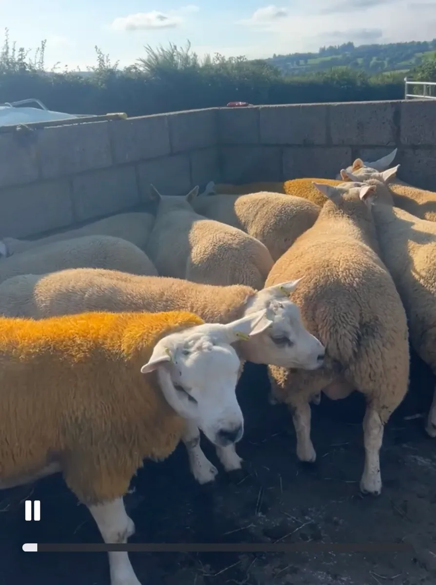 Pedigree Rams - Image 3