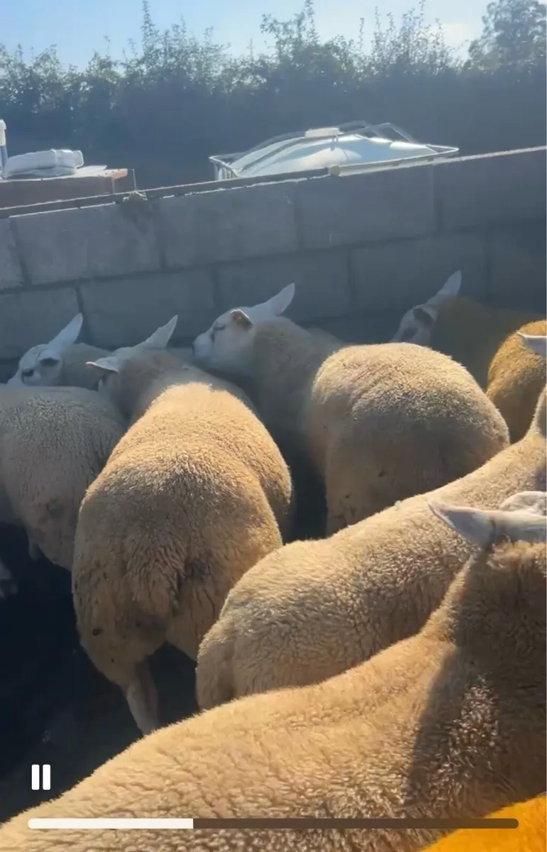 Pedigree Rams - Image 4