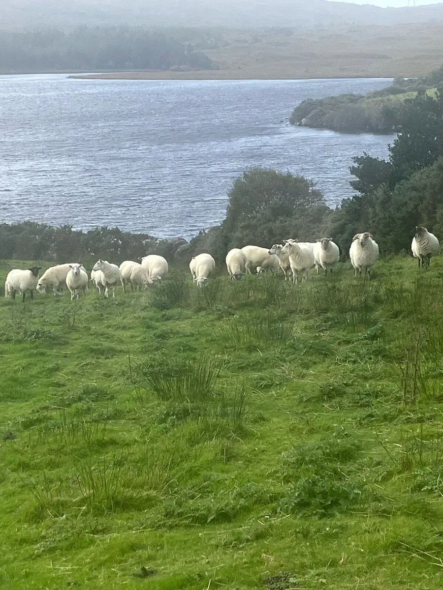 Ewe hoggets - Image 1