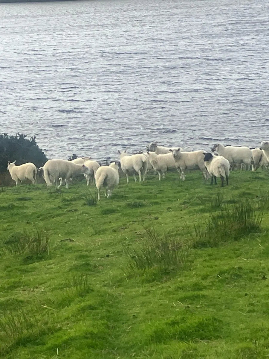 Ewe hoggets - Image 2