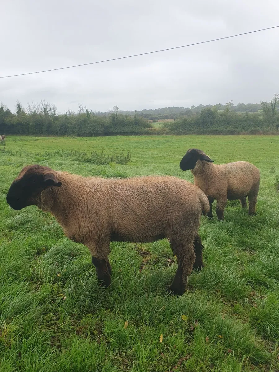 Rams - Image 3