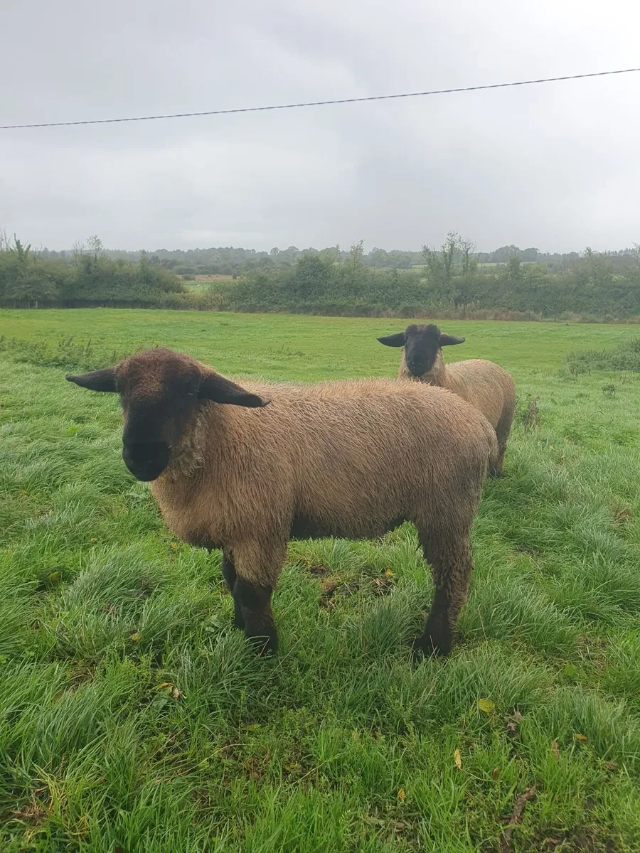 Rams - Image 4