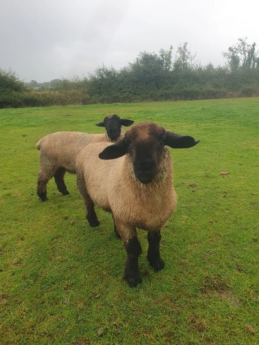 Rams - Image 1