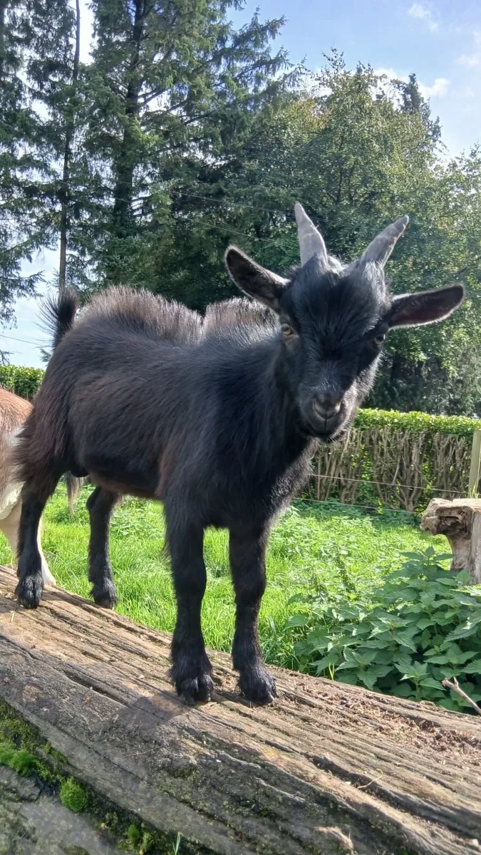 Pygmy goats - Image 1