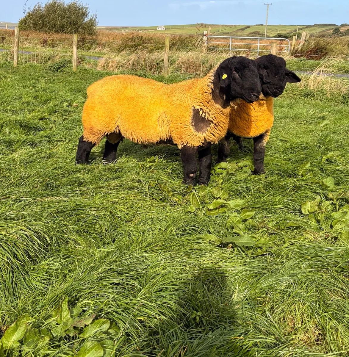 Pedigree Suffolk Ram Lambs - Image 1