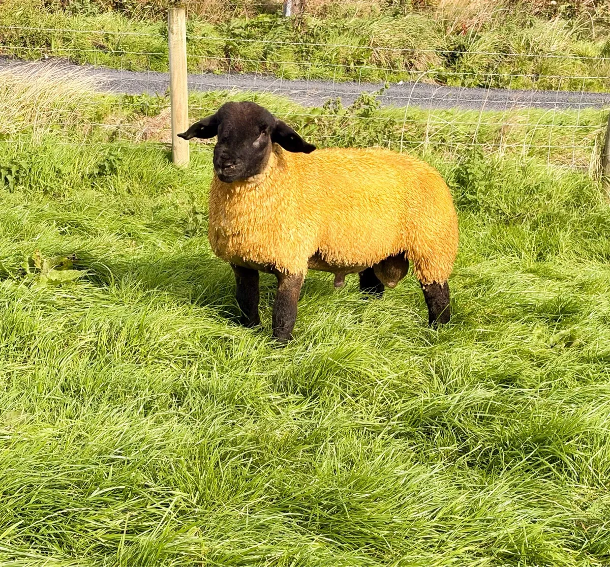 Pedigree Suffolk Ram Lambs - Image 2