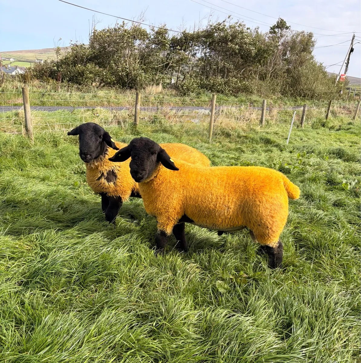 Pedigree Suffolk Ram Lambs - Image 3