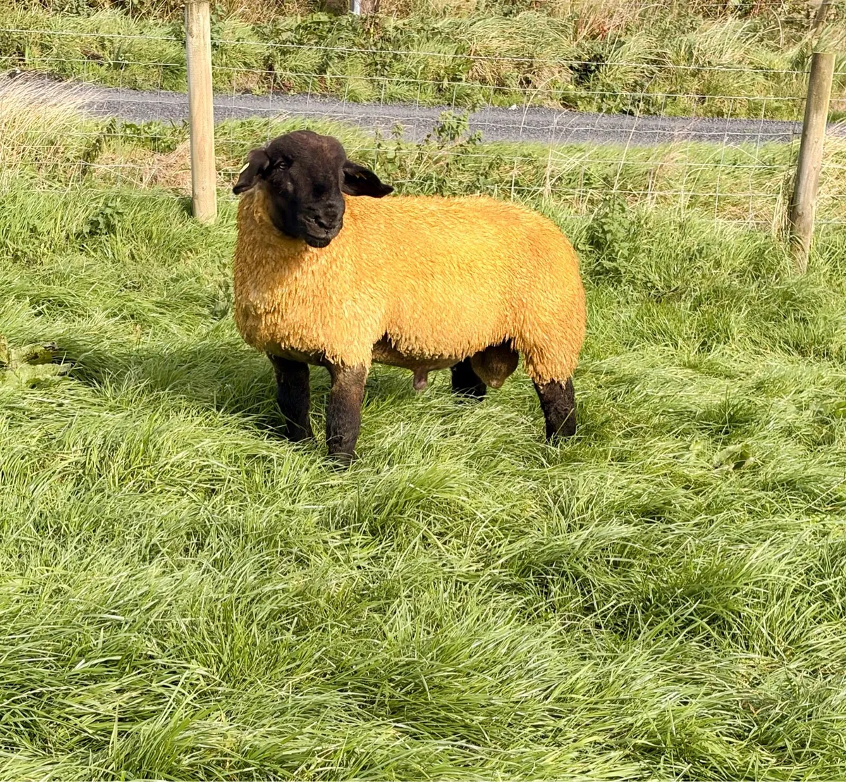 Pedigree Suffolk Ram Lambs - Image 4