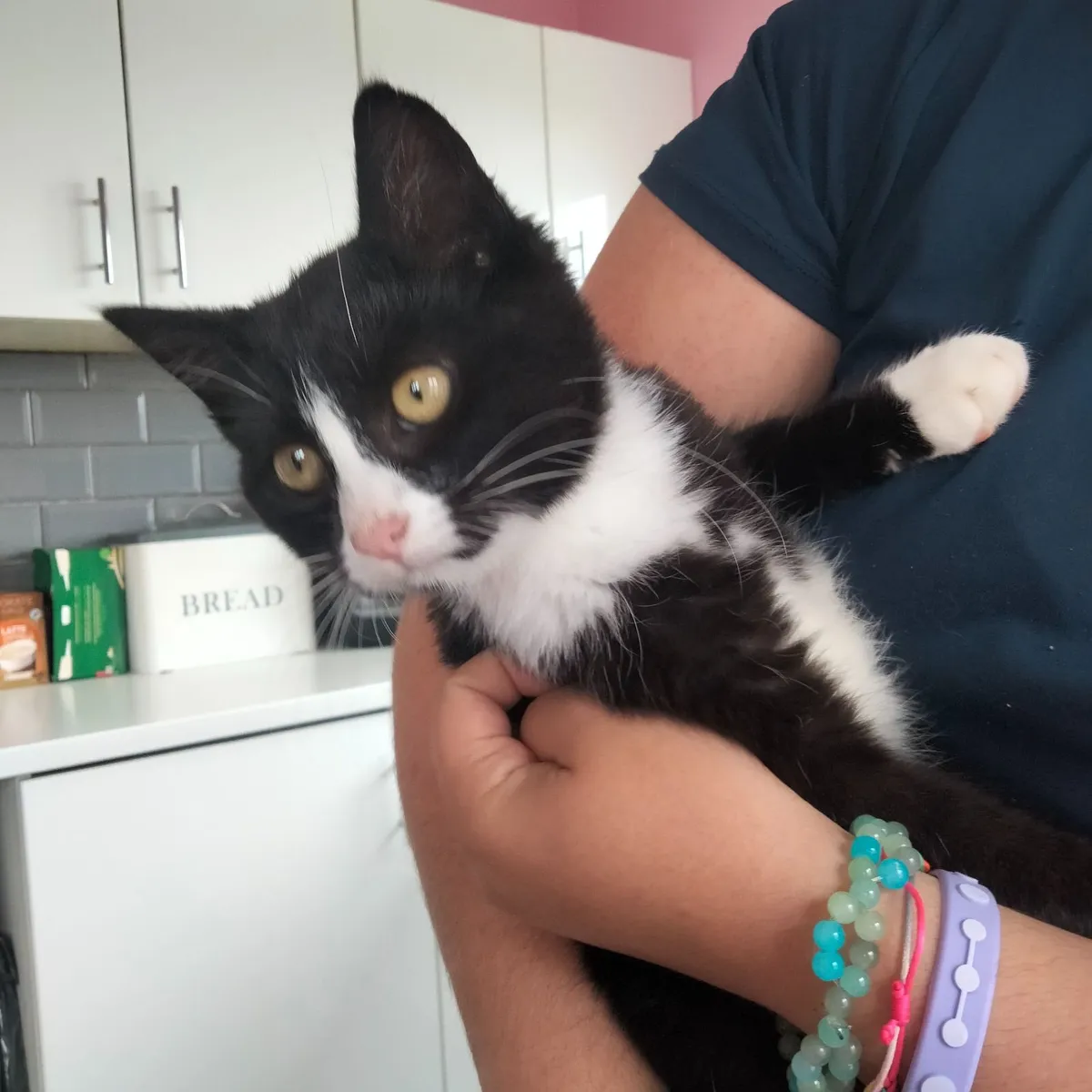 LAST Maine coon cross kitten (male) - Image 1