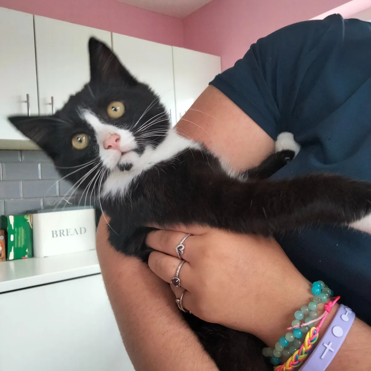 LAST Maine coon cross kitten (male) - Image 1