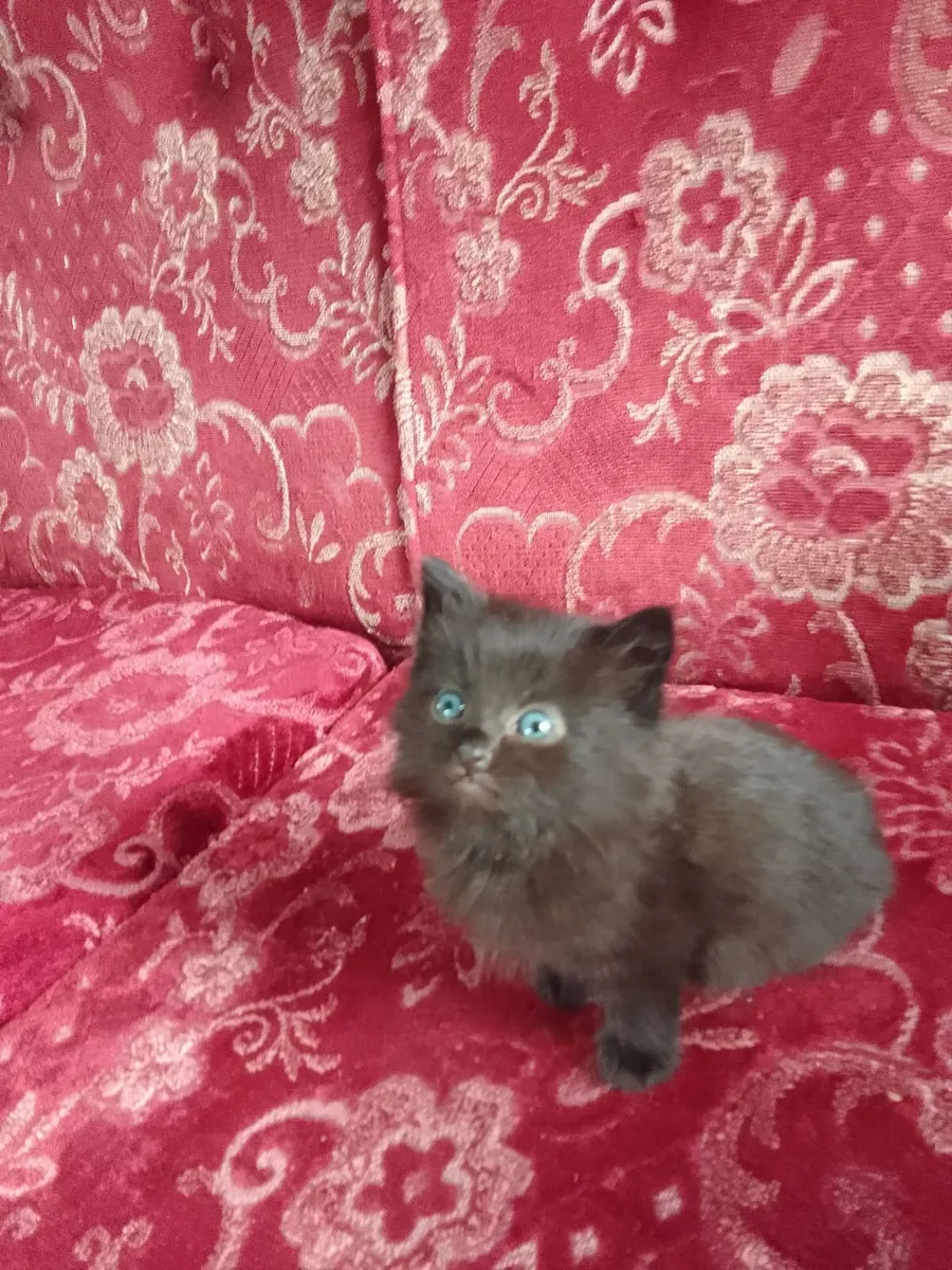 Ragdoll Tabby kitten - Image 1
